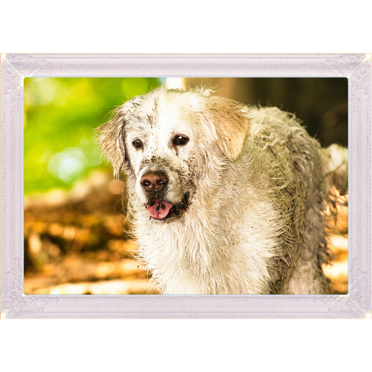 Gib Deiner Liebe zu Deinem PfotenRocker doch mal Ausdruck!