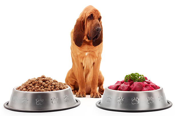 Ernährung Deines PfotenRockers